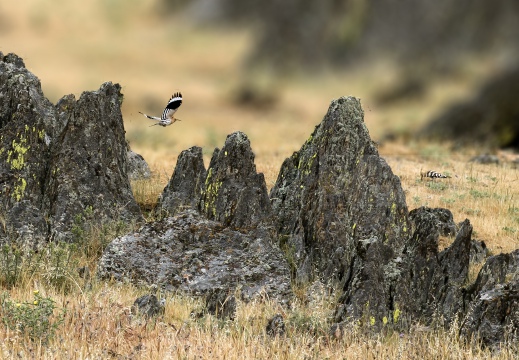 FOTO AMBIENTATA - UPUPA, Hoopoe, Huppe fasciée; Upupa epops 