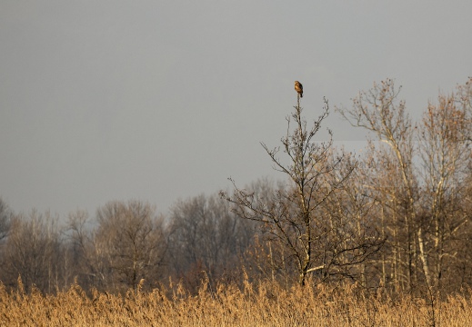 FOTO AMBIENTATA - POIANA, Common Buzzard, Buse variable; Buteo buteo 