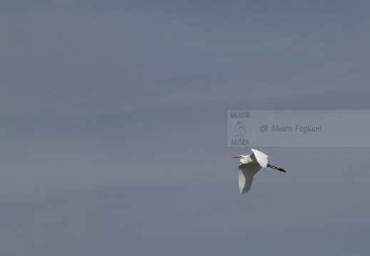 IMMAGINE MINIMAL - AIRONE BIANCO MAGGIORE; Great Egret; Grande Aigrette, Egretta alba