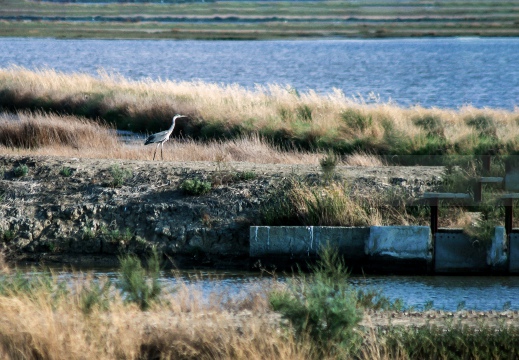 FOTO AMBIENTATA - AIRONE CENERINO; Grey Heron; Héron cendré; Ardea cinerea  