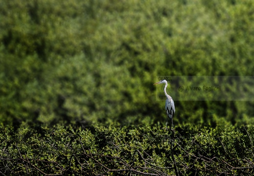 FOTO AMBIENTATA - AIRONE CENERINO; Grey Heron; Héron cendré; Ardea cinerea  