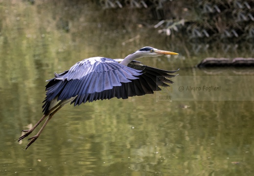 AIRONE CENERINO; Grey Heron; Héron cendré; Ardea cinerea  