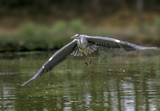 AIRONE CENERINO; Grey Heron; Héron cendré; Ardea cinerea  