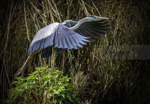 AIRONE CENERINO; Grey Heron; Héron cendré; Ardea cinerea  