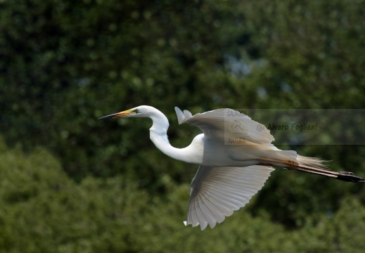 AIRONE BIANCO MAGGIORE; Great Egret; Grande Aigrette, Egretta alba