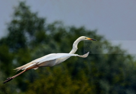 AIRONE BIANCO MAGGIORE; Great Egret; Grande Aigrette, Egretta alba