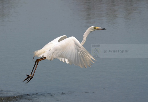 AIRONE BIANCO MAGGIORE; Great Egret; Grande Aigrette, Egretta alba