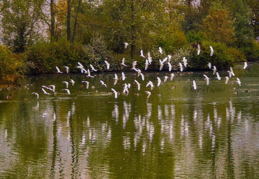 FOTO AMBIENTATE - Airone guardabuoi & Garzette 