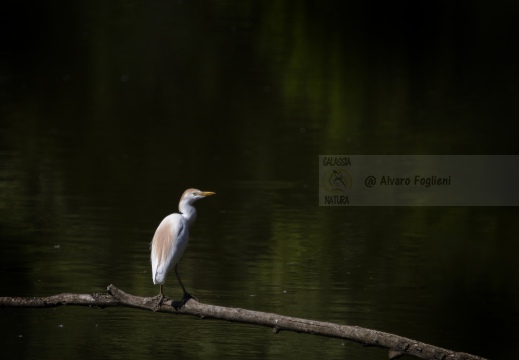 IMMAGINE MINIMAL - AIRONE GUARDABUOI; Cattle Egret; Héron garde-bœufs; Bubulcus ibis 