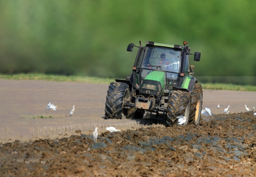FOTO AMBIENTATA - AIRONE GUARDABUOI; Cattle Egret; Héron garde-bœufs; Bubulcus ibis 