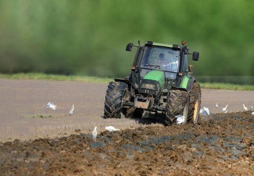 FOTO AMBIENTATA - AIRONE GUARDABUOI; Cattle Egret; Héron garde-bœufs; Bubulcus ibis 