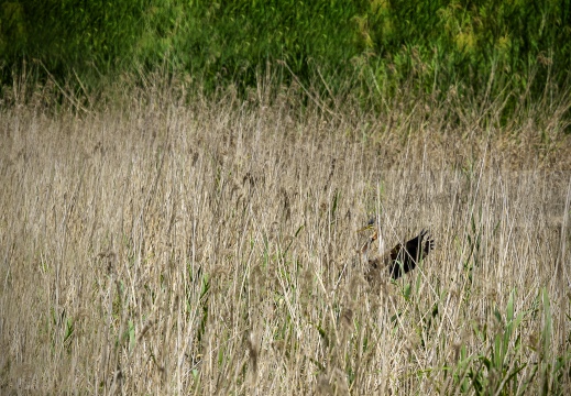 FOTO AMBIENTATA - AIRONE ROSSO; Purple Heron; Héron pourpré; Ardea purpurea 