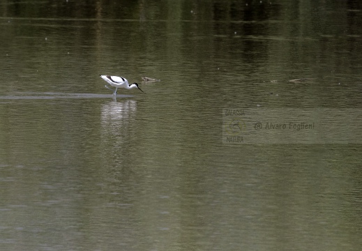 IMMAGINE MINIMAL - AVOCETTA; Avocet; Avocette élégante; Recurvirostra avosetta;