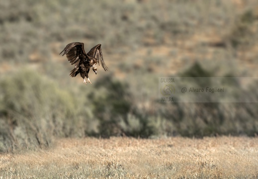 FOTO AMBIENTATA - AVVOLTOIO MONACO, Black Vulture , Vautour moine; Aegypius monachus