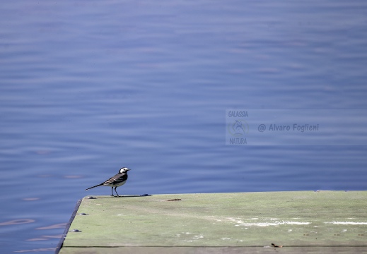 FOTO AMBIENTATA - BALLERINA BIANCA, White Wagtail, Bergeronnette grise; Motacilla alba alba 