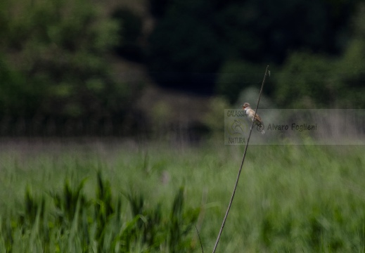 FOTO AMBIENTATA - CANNARECCIONE, Great Reed Warbler, Rousserolle turdoïde; Acrocephalus arundinaceus