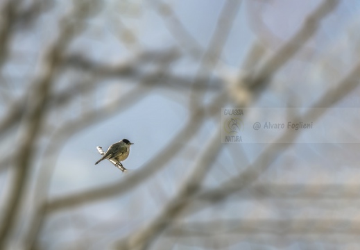 FOTO AMBIENTATA - CAPINERA, Blackcap, Fauvette à tête noire  Sylvia atricapilla 