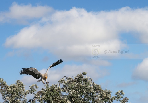 FOTO AMBIENTATA - CAPOVACCAIO, Egyptian Vulture, Percnoptère d'Égypte; Neophron percnopterus