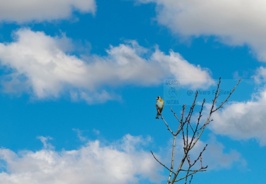 IMMAGINE MINIMAL - CARDELLINO, Goldfinch, Chardonneret élégant; Carduelis carduelis