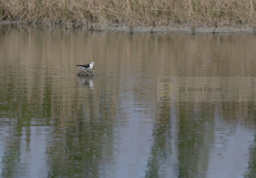 FOTO AMBIENTATE - CAVALIERE D'ITALIA, Black-winged Stilt, Échasse blanche; Himantopus himantopus 