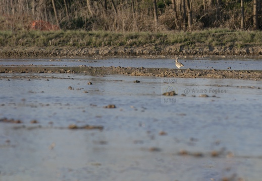 FOTO AMBIENTATA - CHIURLO PICCOLO, Whimbrel, Courlis corlieu; Numenius phaeopus