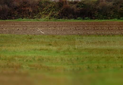 FOTO AMBIENTATA - GUFO DI PALUDE, Short-eared Owl, Hibou des marais;  Asio flammeus