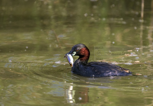 TUFFETTO; Little Grebe; Grèbe castagneux; Tachybaptus ruficollis 