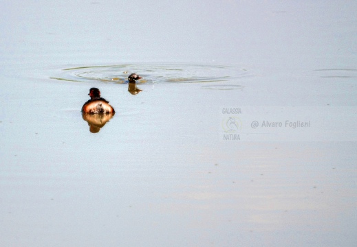 TUFFETTO; Little Grebe; Grèbe castagneux; Tachybaptus ruficollis 