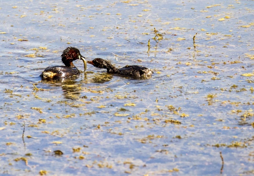 TUFFETTO; Little Grebe; Grèbe castagneux; Tachybaptus ruficollis 