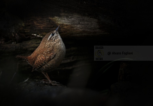 SCRICCIOLO, Wren, Troglodyte mignon; Troglodytes troglodytes 