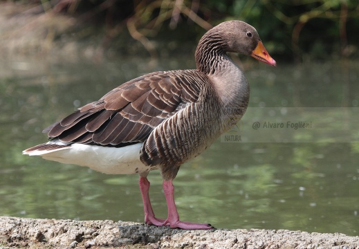 OCA SELVATICA; Greylag Goose; Oie cendrée; Anser anser 