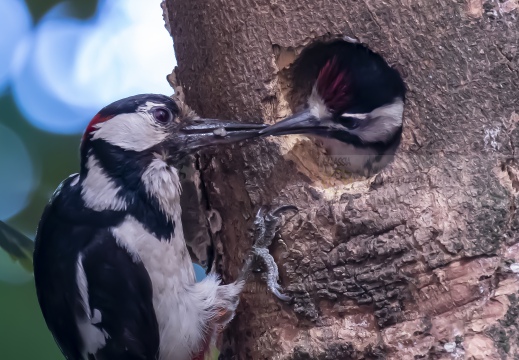 PICCHIO ROSSO MAGGIORE, Great Spotted Woodpecker, Pic épeiche; Dendrocopos major