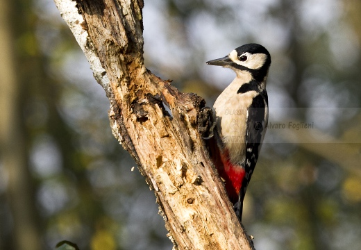 PICCHIO ROSSO MAGGIORE, Great Spotted Woodpecker, Pic épeiche; Dendrocopos major