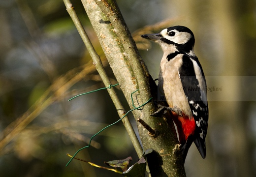 PICCHIO ROSSO MAGGIORE, Great Spotted Woodpecker, Pic épeiche; Dendrocopos major