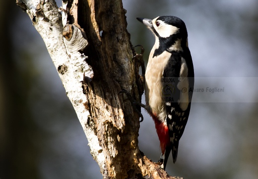 PICCHIO ROSSO MAGGIORE, Great Spotted Woodpecker, Pic épeiche; Dendrocopos major