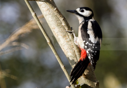 PICCHIO ROSSO MAGGIORE, Great Spotted Woodpecker, Pic épeiche; Dendrocopos major