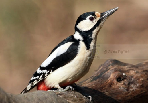 PICCHIO ROSSO MAGGIORE, Great Spotted Woodpecker, Pic épeiche; Dendrocopos major