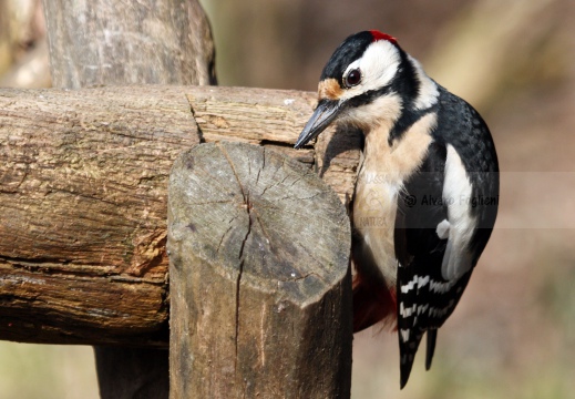 PICCHIO ROSSO MAGGIORE, Great Spotted Woodpecker, Pic épeiche; Dendrocopos major