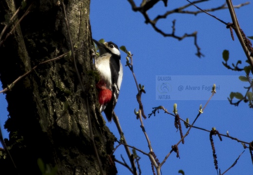 PICCHIO ROSSO MAGGIORE, Great Spotted Woodpecker, Pic épeiche; Dendrocopos major