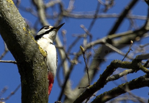 PICCHIO ROSSO MAGGIORE, Great Spotted Woodpecker, Pic épeiche; Dendrocopos major