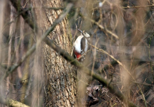 PICCHIO ROSSO MAGGIORE, Great Spotted Woodpecker, Pic épeiche; Dendrocopos major