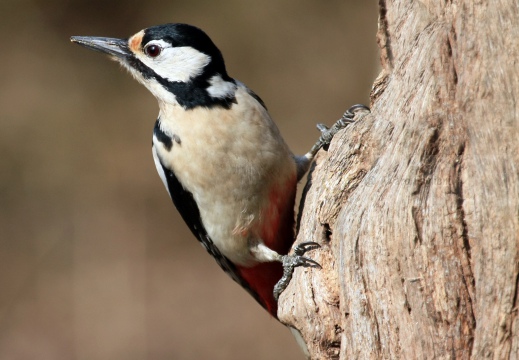 PICCHIO ROSSO MAGGIORE, Great Spotted Woodpecker, Pic épeiche; Dendrocopos major