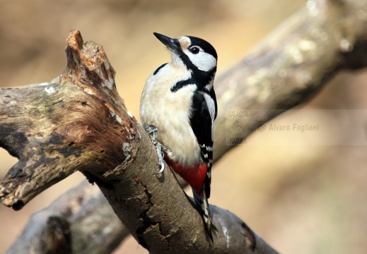 PICCHIO ROSSO MAGGIORE, Great Spotted Woodpecker, Pic épeiche; Dendrocopos major