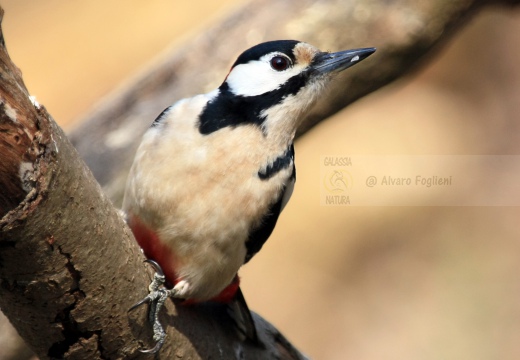 PICCHIO ROSSO MAGGIORE, Great Spotted Woodpecker, Pic épeiche; Dendrocopos major