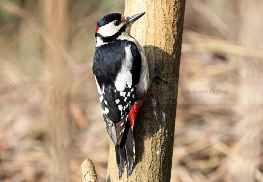 PICCHIO ROSSO MAGGIORE, Great Spotted Woodpecker, Pic épeiche; Dendrocopos major