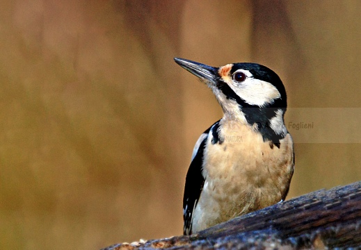 PICCHIO ROSSO MAGGIORE, Great Spotted Woodpecker, Pic épeiche; Dendrocopos major