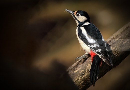 PICCHIO ROSSO MAGGIORE, Great Spotted Woodpecker, Pic épeiche; Dendrocopos major