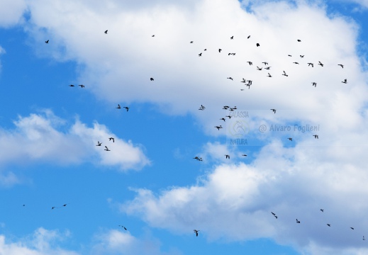 FOTO AMBIENTATA - ANATRE in volo; Flock of ducks; Troupeau de canards