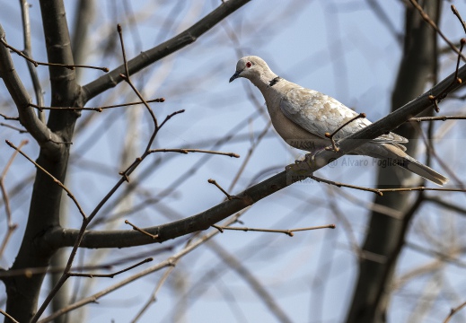 TORTORA DAL COLLARE, Collared Dove, Tourterelle turque; Streptopelia decaocto 