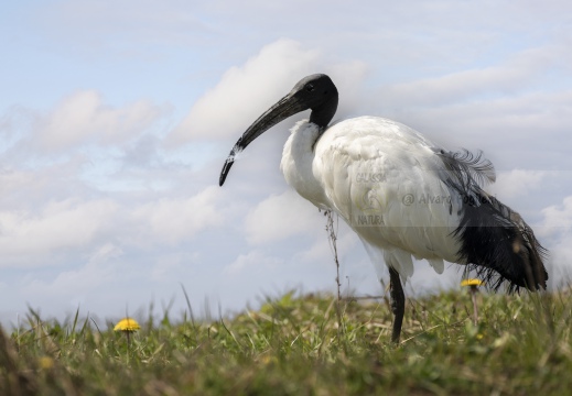 IBIS SACRO; Sacred Ibis;  Ibis sacré; Threskiornis aethiopicus 